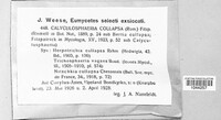 Nitschkia collapsa image
